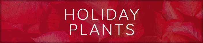 Poinsettias and Green Plants, all dressed up for the holiday, are a great gift for home or office!