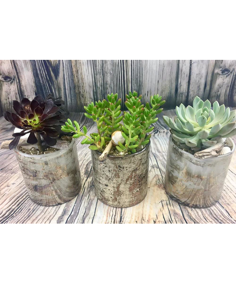 Succulent Trio