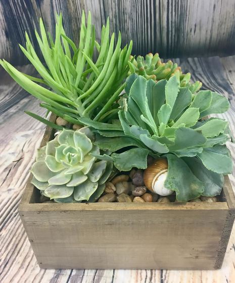 Beachside Succulent Garden