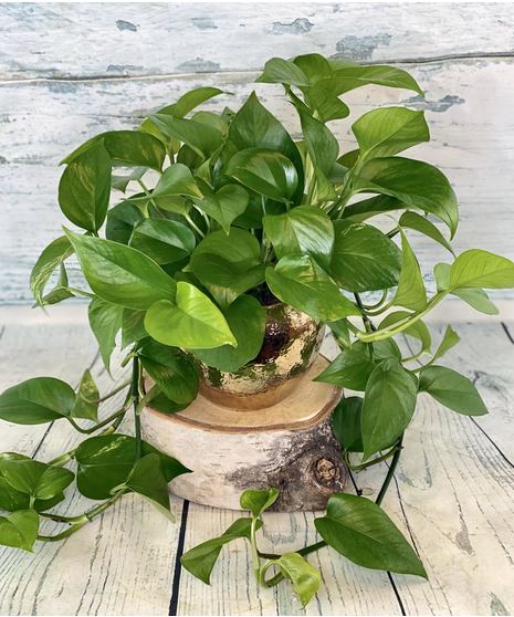 Pothos Plant