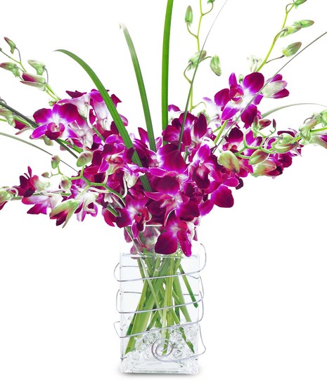 Orchid Delight