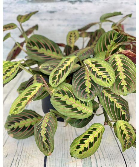Snake Plant