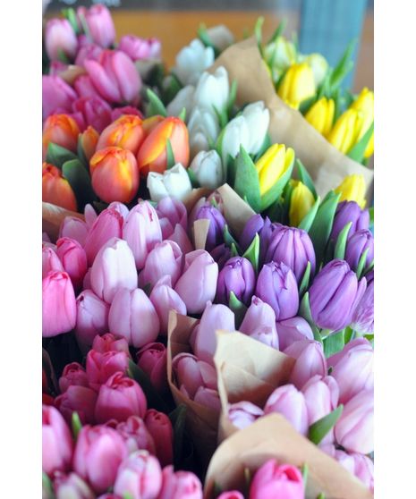 Bagoy's Tulip Special