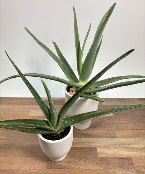Aloe Plant