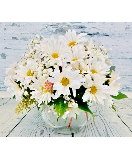 Daisy Daze