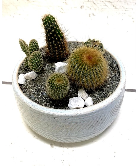 Cactus Collection