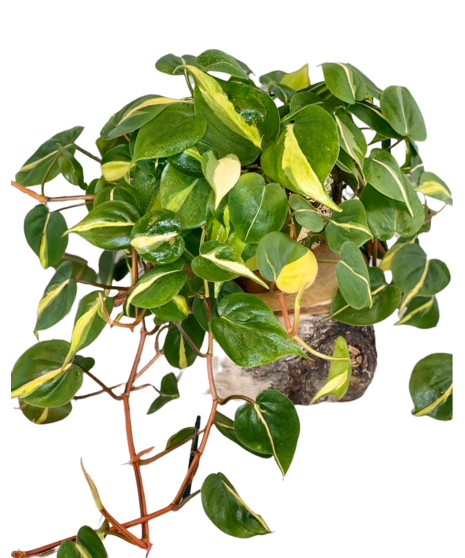 Brazil Philodendron Plant