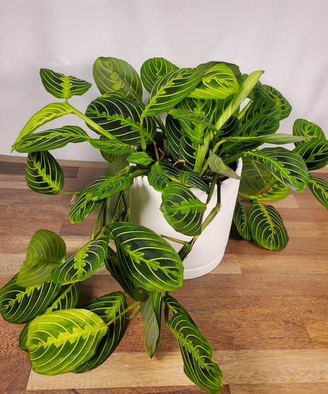 Prayer Plant