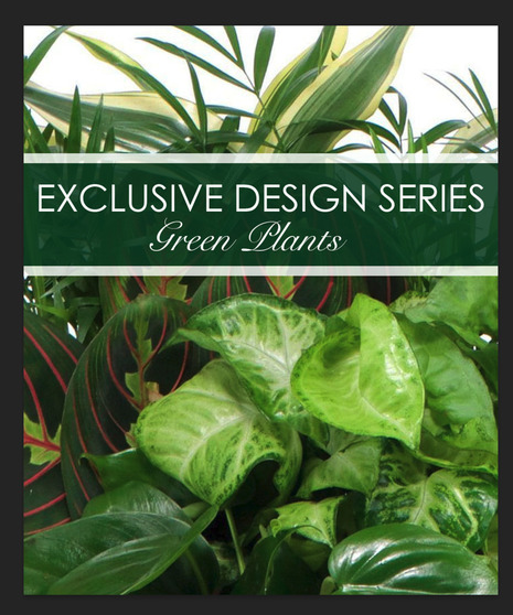 Exclusive Green Plant Garden
