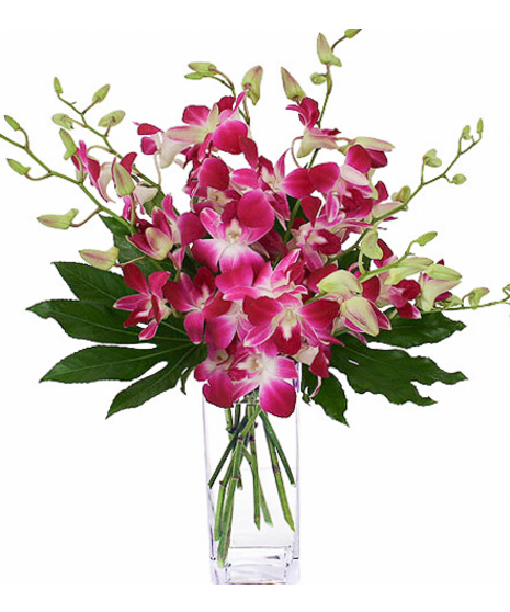 Darling Dendrobiums