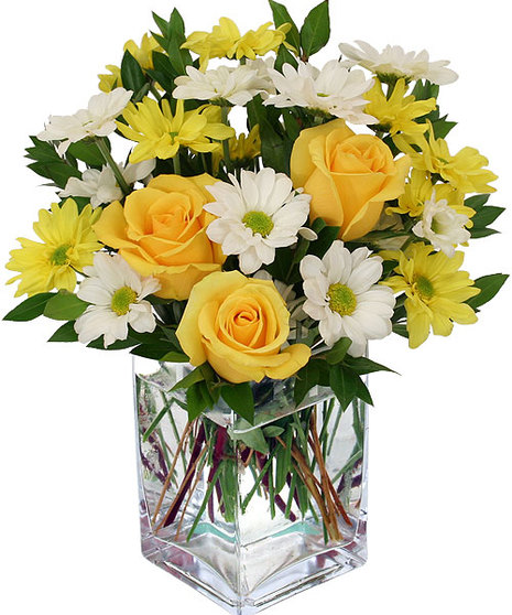 Daybreak Daisies