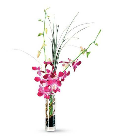 Orchid Breeze