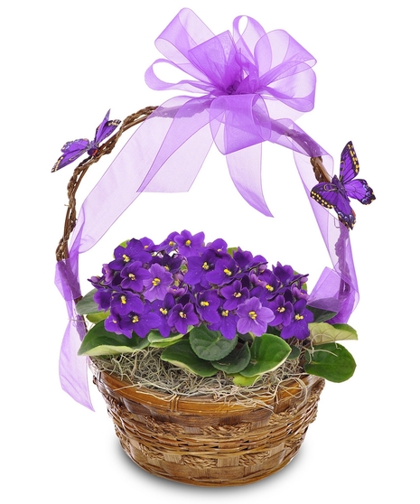 African Violets