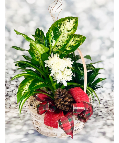 Plants of Peace
