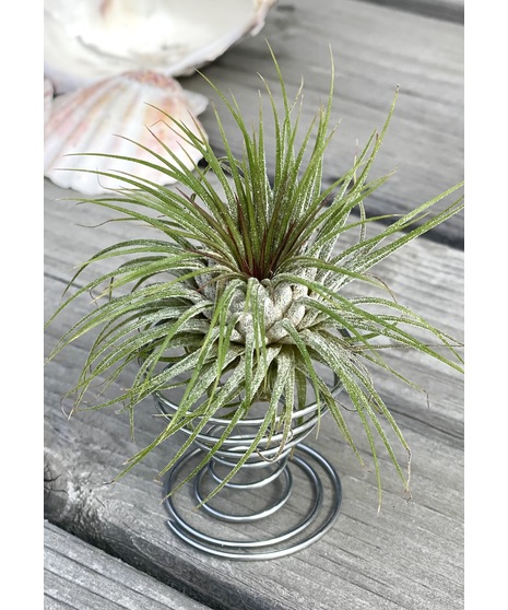 Architectural concrete and glass air planter set, Modern Aire