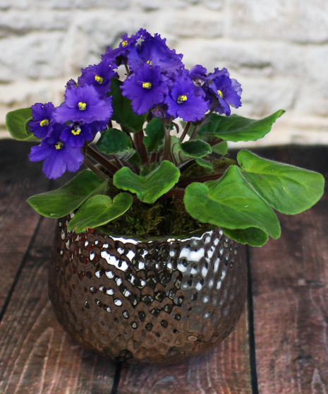 African Violets