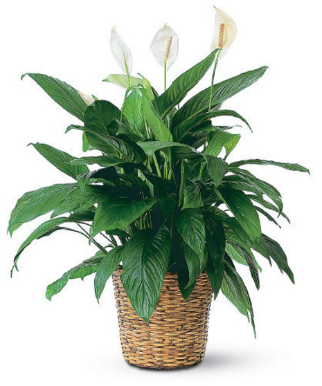 Peace Lily Plant