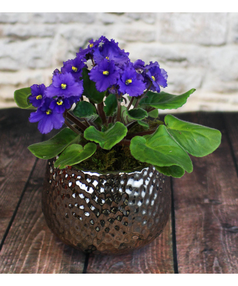 African Violets