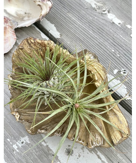 Architectural concrete and glass air planter set, Modern Aire