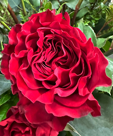 My One True Love roses