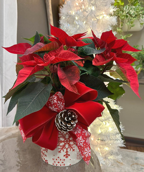 Poinsettia