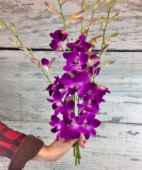 Orchids Added