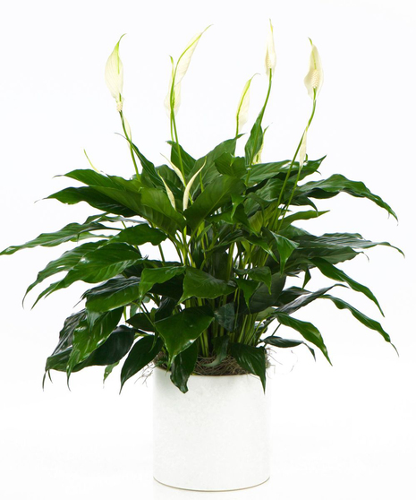 Plants