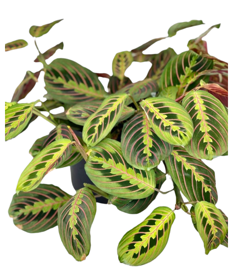Prayer Plant