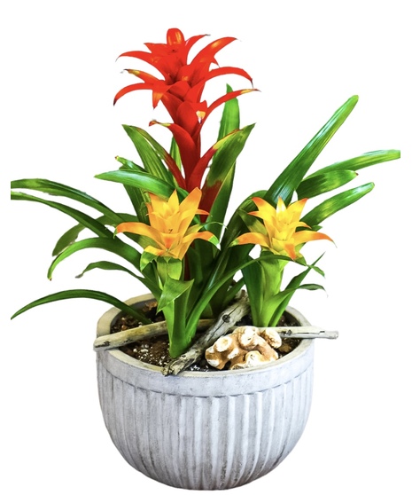 Bromeliad Garden