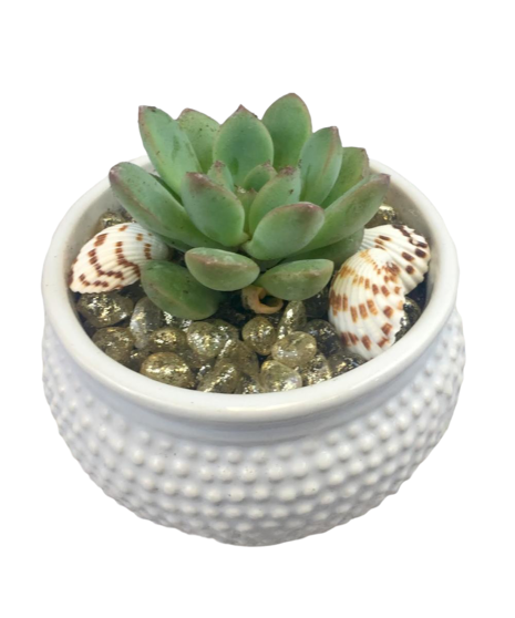 Petite Seaside Succulent Plant in a trendy container