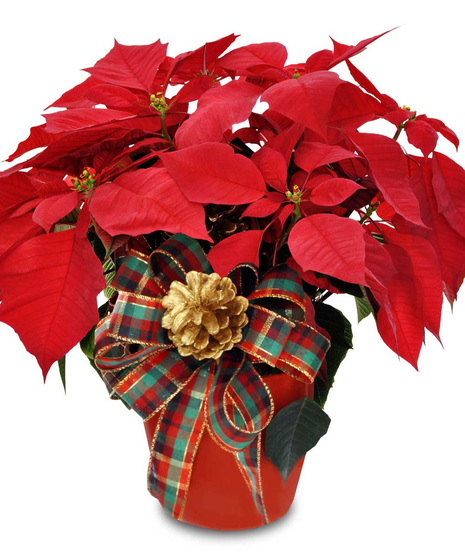 Poinsettia Perfection
