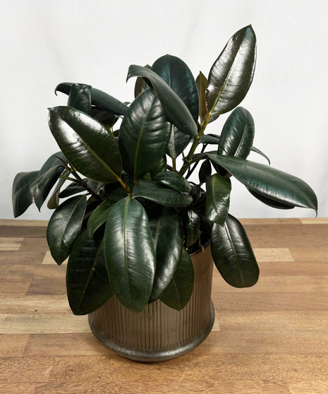 Rubber Tree