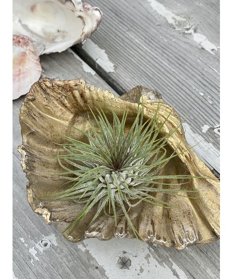 Architectural concrete and glass air planter set, Modern Aire