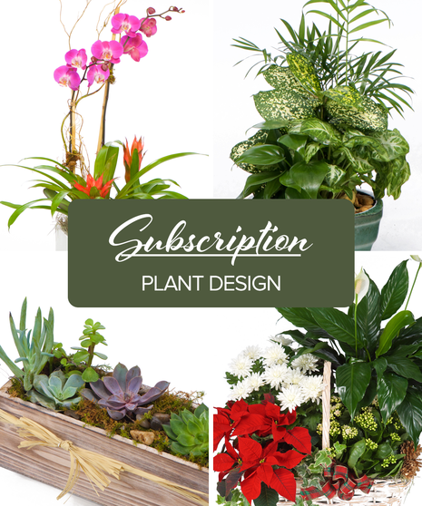 Best of Both plants and fresh flower combo in decorative container