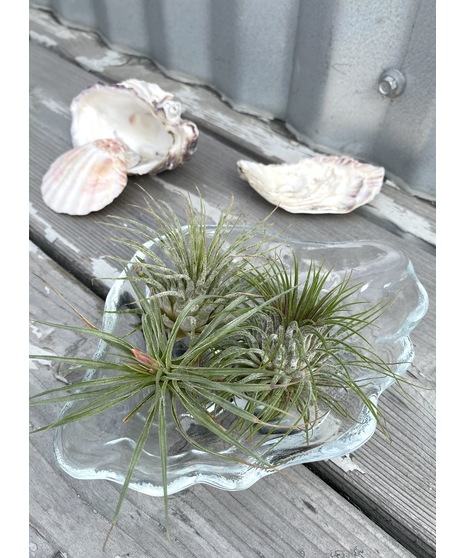 Architectural concrete and glass air planter set, Modern Aire