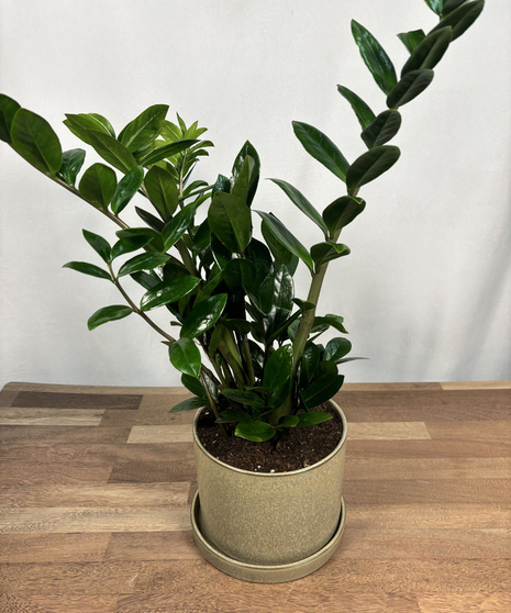 Zanzibar Gem Plant