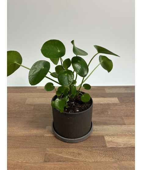 Chinese Money Plant