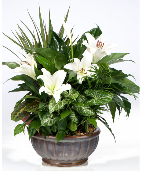 Best of Both plants and fresh flower combo in decorative container