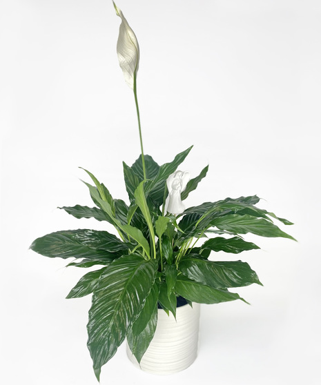Prayers of Peace -  Set in a ceramic container