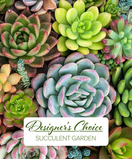 Plants
