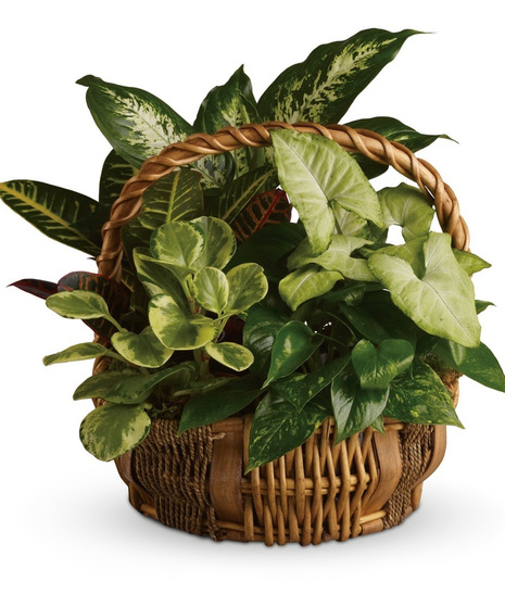 Garden Plant Basket, Multiple tropical plants in decorative basket