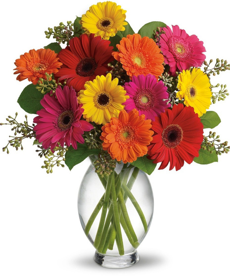 Gerbera Goodness